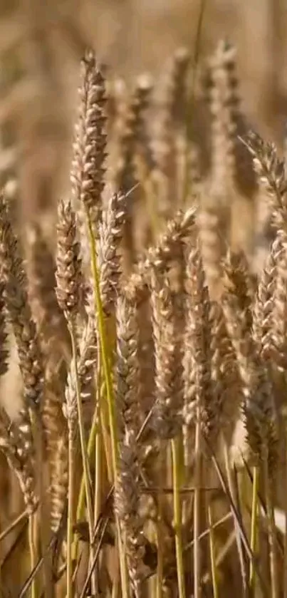 Golden brown wheat field smartphone wallpaper showcasing natural beauty.