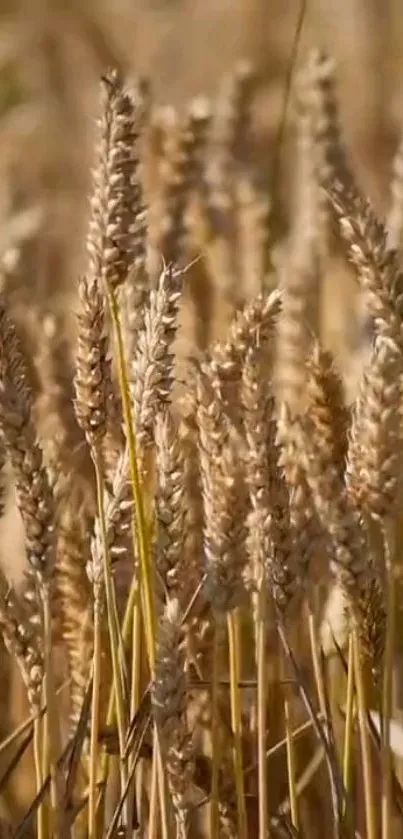 Golden wheat field mobile wallpaper, showcasing natural beauty.