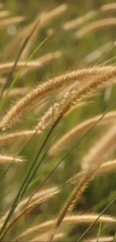 Golden wheat fields swaying gently in a serene landscape wallpaper.