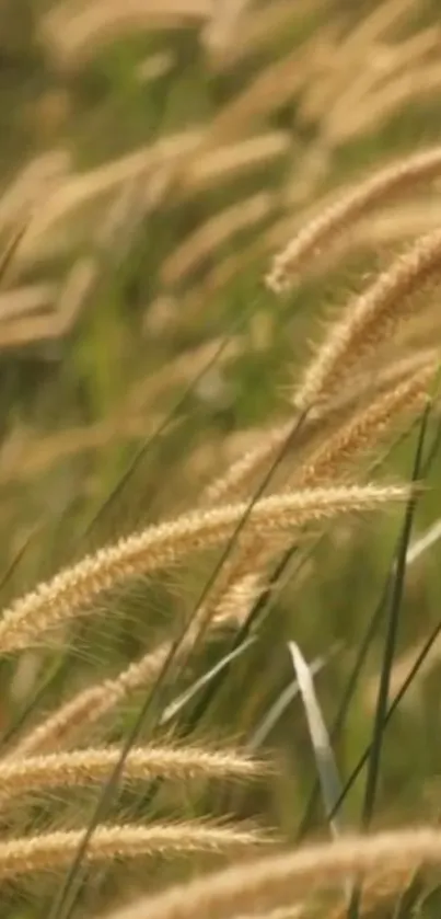 Golden wheat stalks swaying in a field.