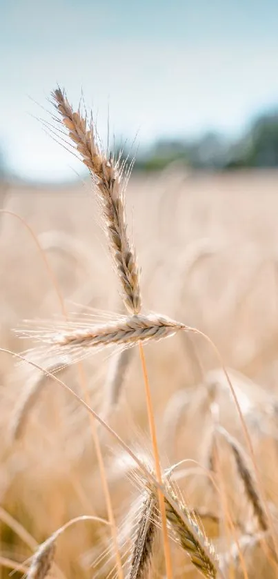 Serene golden wheat field under a soft blue sky.