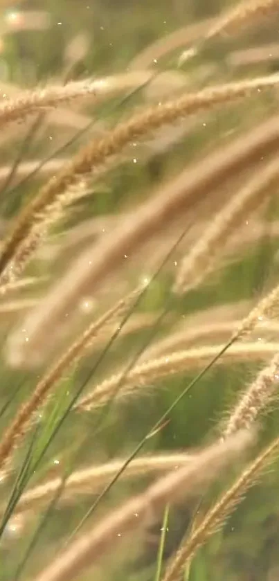 Golden wheat field with subtle sunlight glimmers.