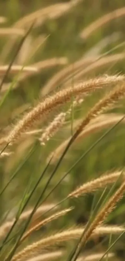 Mobile wallpaper of golden wheat stems swaying in a green field.