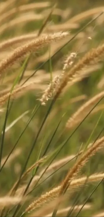 Golden wheat field with lush green stems swaying gently in the breeze.