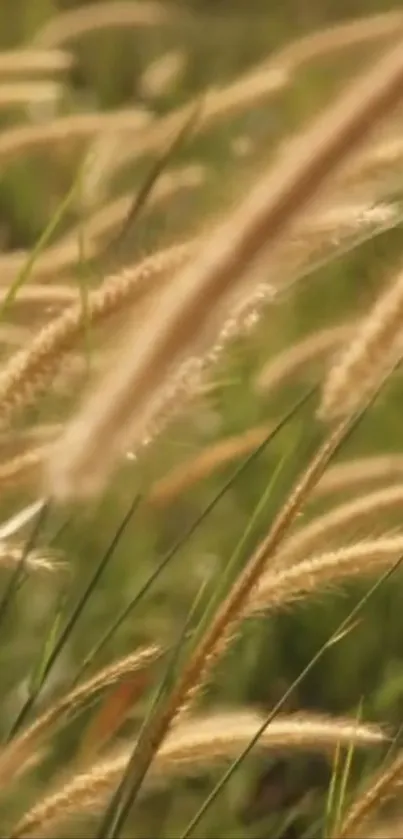 Mobile wallpaper of a golden wheat field with swaying stalks.