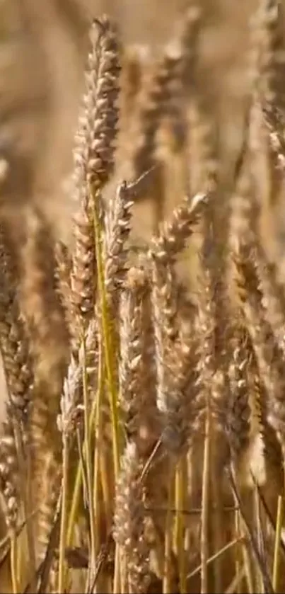 Close-up of golden wheat stalks in a field under sunlight.