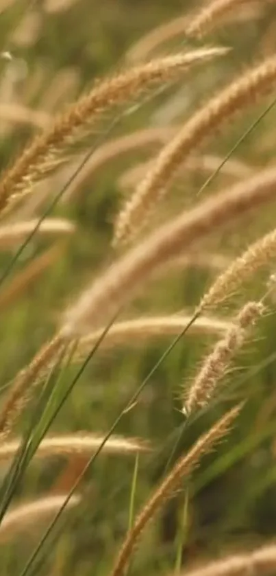 Serene mobile wallpaper featuring golden brown wheat fields.