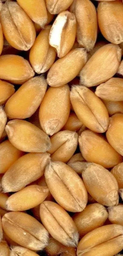 Close-up of golden wheat grains for mobile wallpaper.