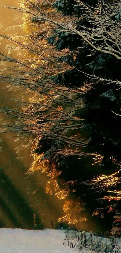 Golden rays shine through snowy forest trees.