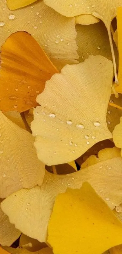 Golden yellow ginkgo leaves with dew droplets on a phone wallpaper.