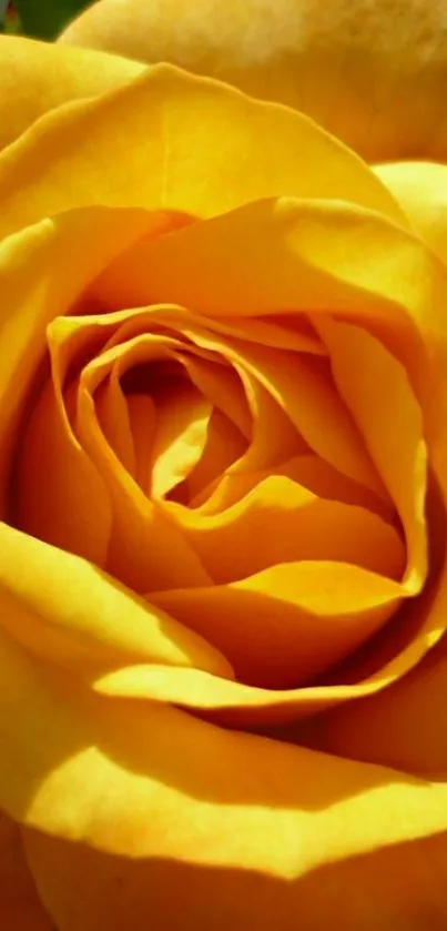 Close-up of a vibrant golden yellow rose, ideal for mobile wallpaper.