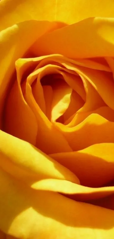 Close-up of a vibrant golden yellow rose with layered petals.