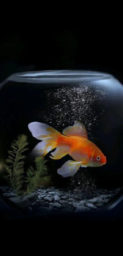 Vibrant goldfish swimming in a glass bowl with a dark background.