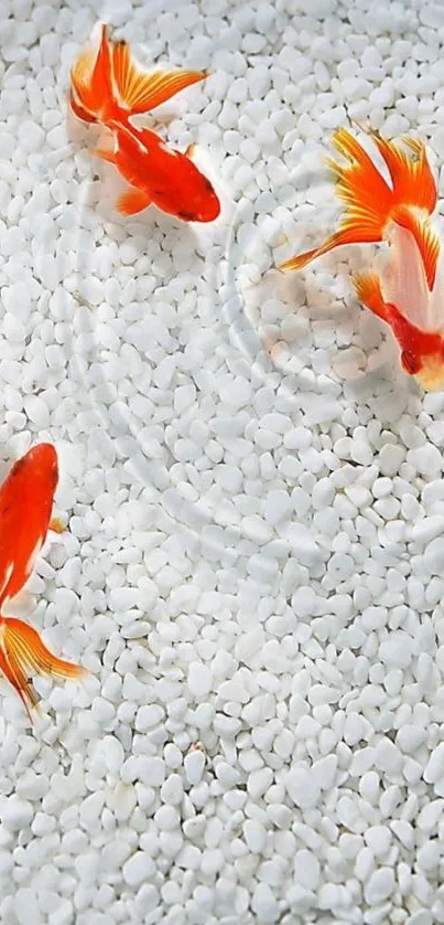 Three goldfish swimming on white pebbles background.