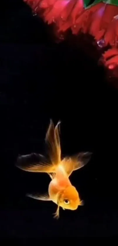 A solitary goldfish swims gracefully against a dark underwater background.