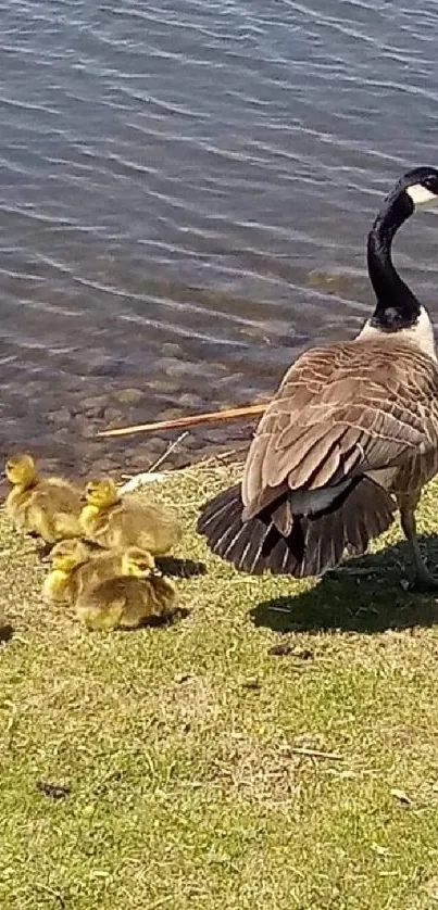 Canada goose with goslings beside lake on green grass.