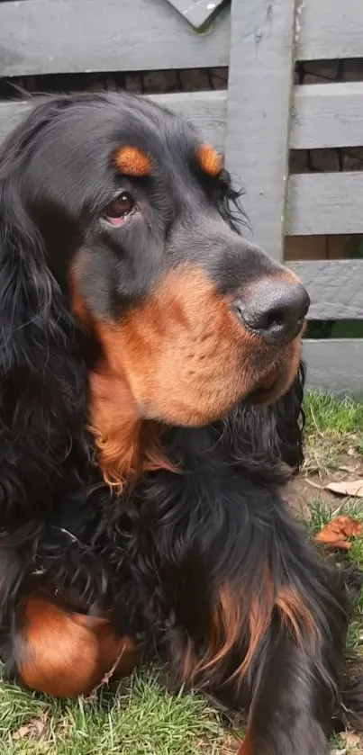 Gordon Setter dog lying on grass with a wooden fence background.