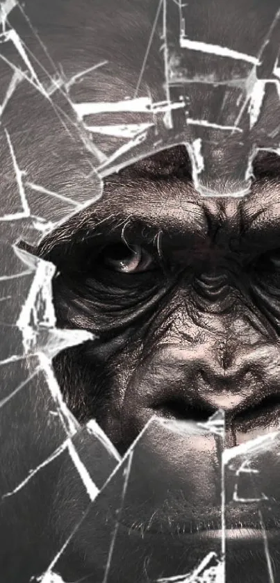 Gorilla face peering through shattered glass on a dark background.