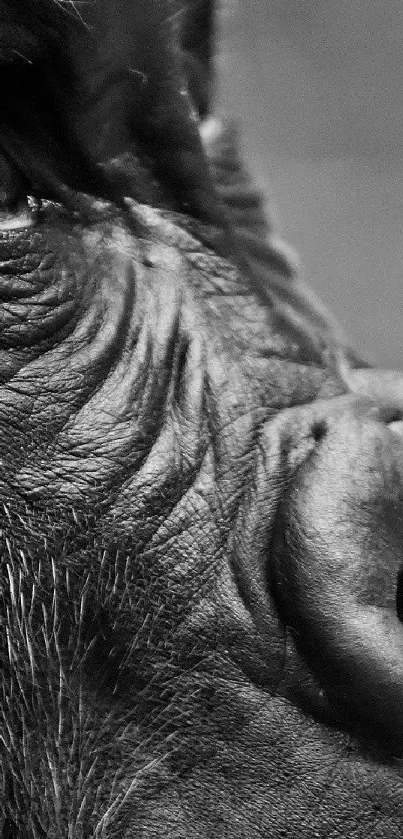 Close-up of a gorilla's face in monochrome, showing detailed textures and expressions.