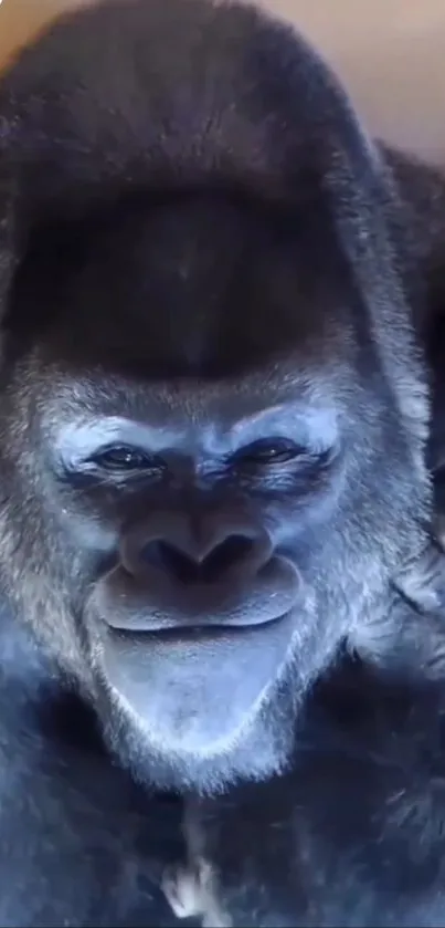 Close-up of gorilla face with a serene expression.