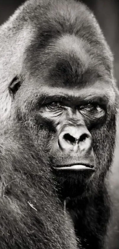 Beautiful monochrome portrait of a gorilla, showcasing its majestic features.