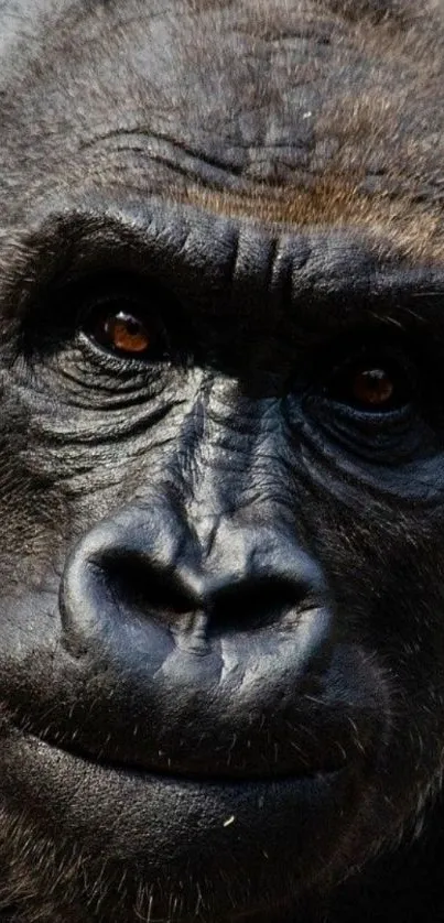 Close-up of a gorilla face with a dark gray background.