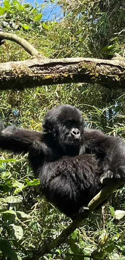 Gorilla relaxing in a lush, green forest setting.