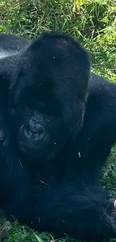 Majestic gorilla resting in lush green grass.