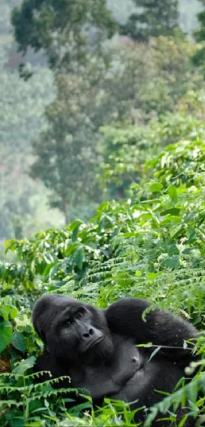 Gorilla resting in a lush green jungle setting with dense foliage.