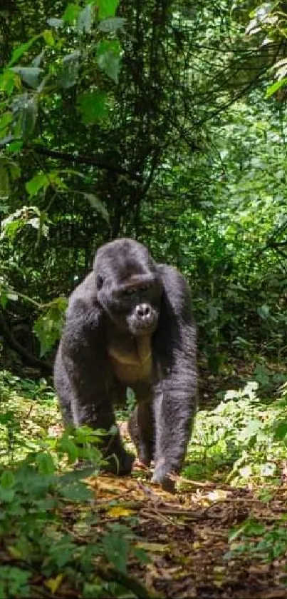 Majestic gorilla in green jungle setting mobile wallpaper.