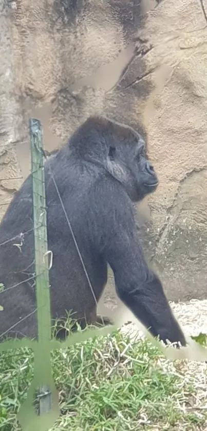 Gorilla sitting in natural habitat with earthy tones.