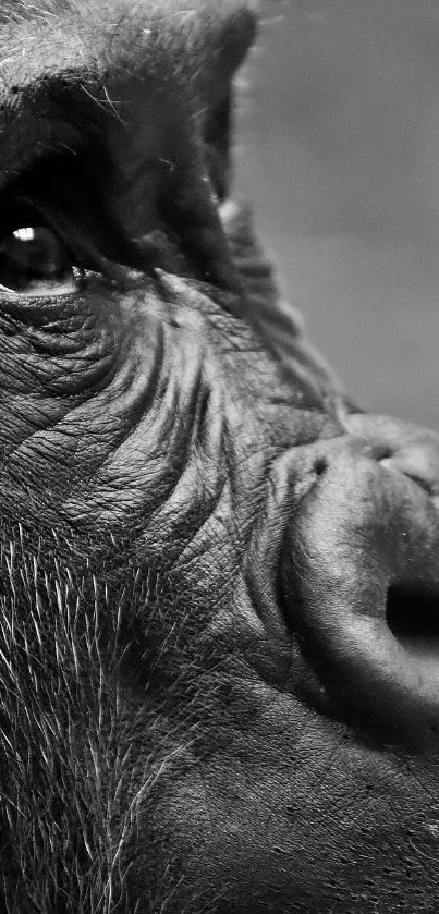 Close-up black and white gorilla portrait showcasing impressive facial details.