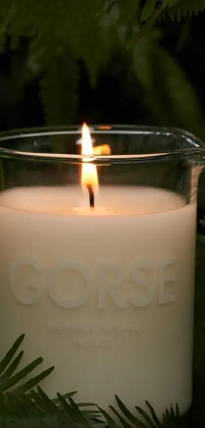 Warm Gorse candle illuminating lush green ferns in nature.