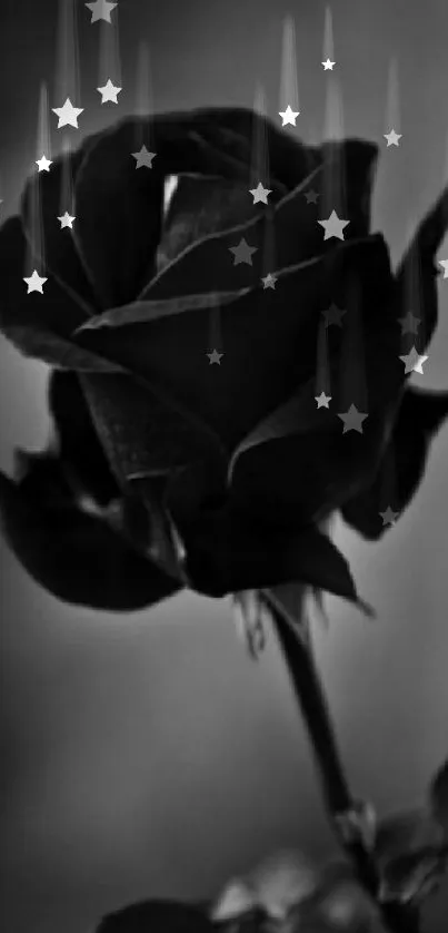 Black and white rose close-up wallpaper.