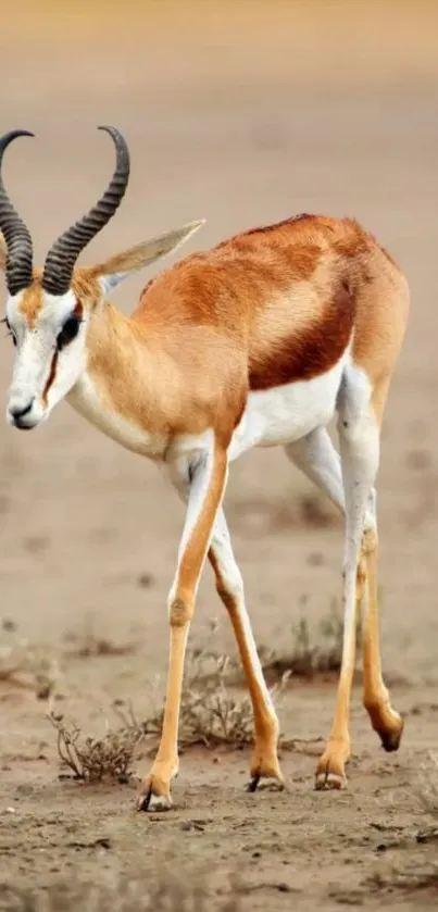 Graceful antelope walking across a desert landscape with a sandy backdrop.