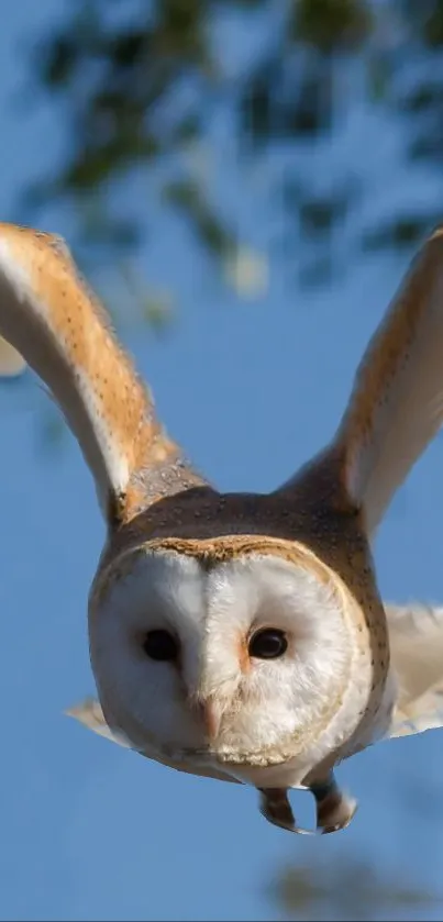 A barn owl gracefully flies against a clear blue sky.