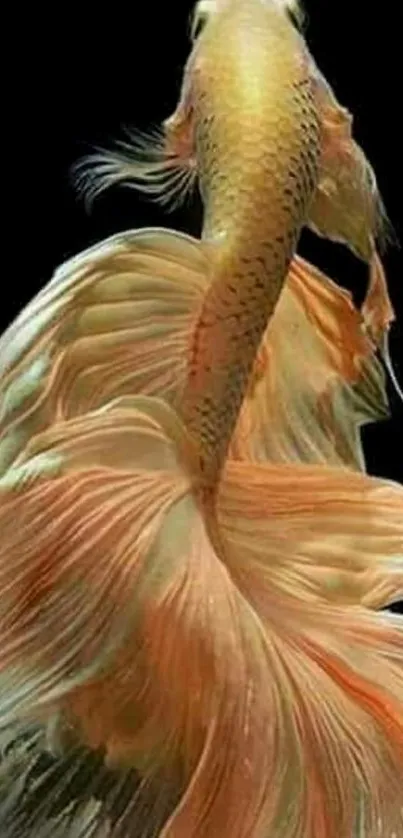 Elegant Betta fish with flowing fins on a dark background.