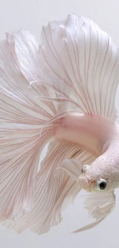 Graceful white Betta fish with flowing fins on a soft pink background.