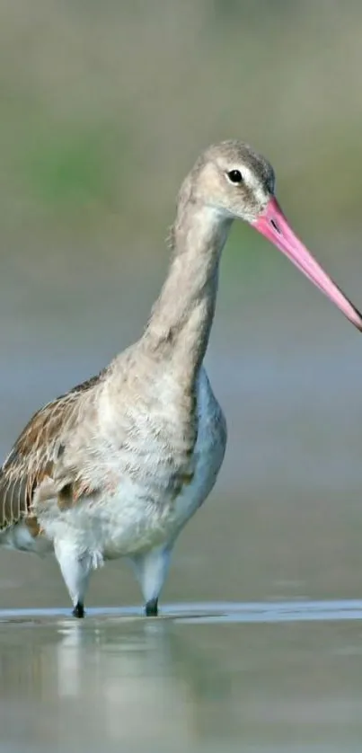 Elegant wader bird in serene wetland background, perfect for phone screen.