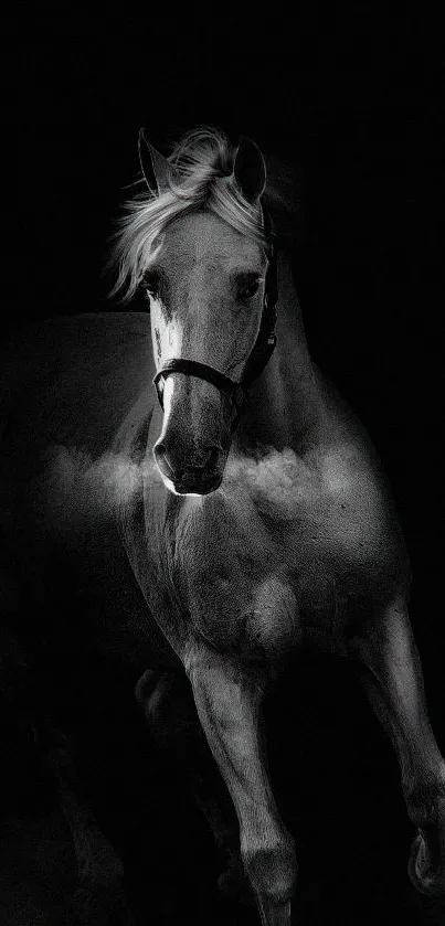 Black and white horse in motion against a dark background.