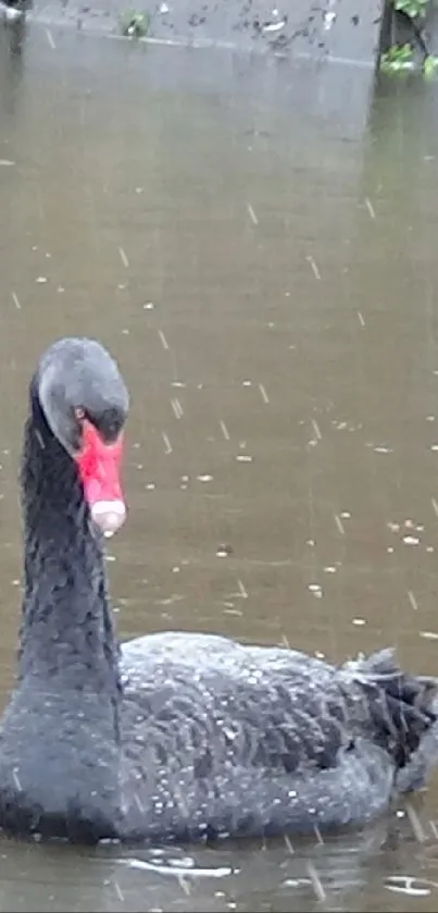 A black swan gracefully swims in a rain-speckled pond.