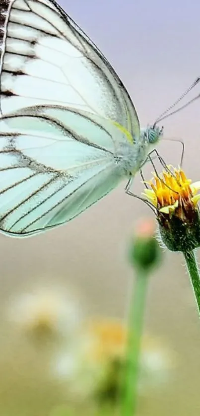 White butterfly perched on a flower amid a serene backdrop.