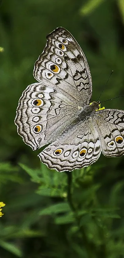 Beautiful butterfly resting on green leaves with a vibrant background.