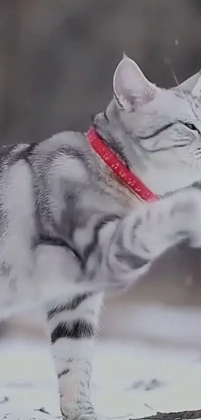 Grey cat with red collar playing in snow.