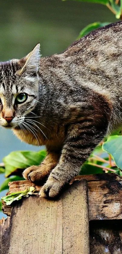 Tabby cat poised on rustic fence with greenery.