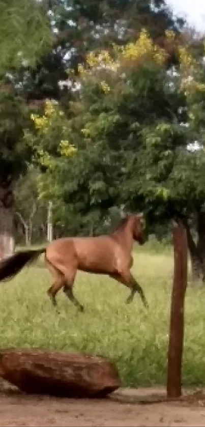 Deer gracefully leaping in a lush, green park setting.