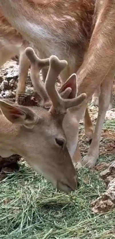 Graceful deer grazing in a forest setting with rocky terrain.