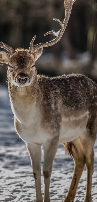 A serene deer stands gracefully in the snow, surrounded by a winter landscape.