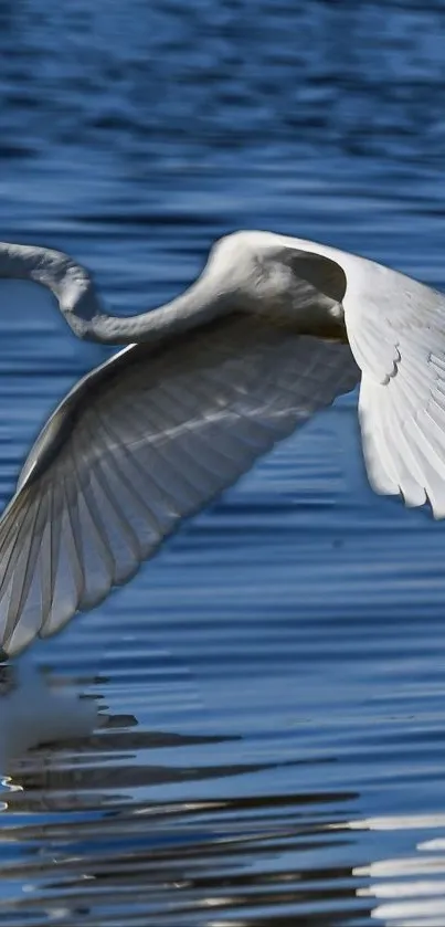 A white egret gracefully flying over calm blue waters.