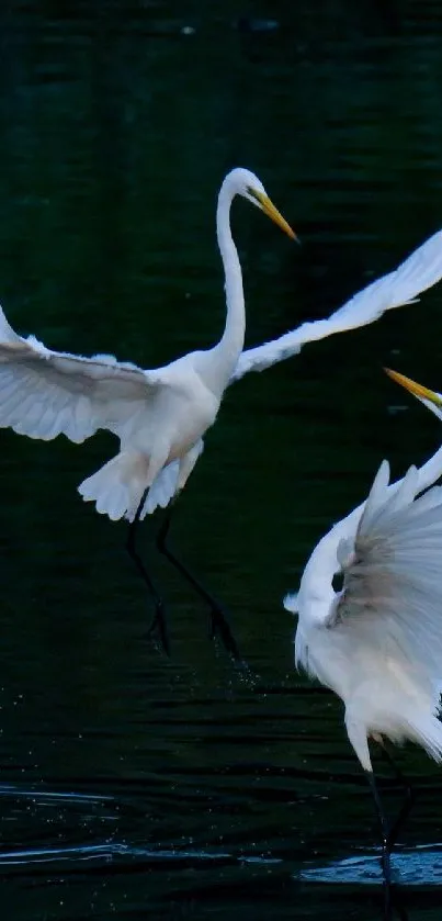 Graceful egrets in flight over calm water, captured as a mobile wallpaper.